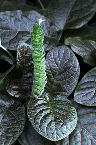 Fittonia verschaffeltii